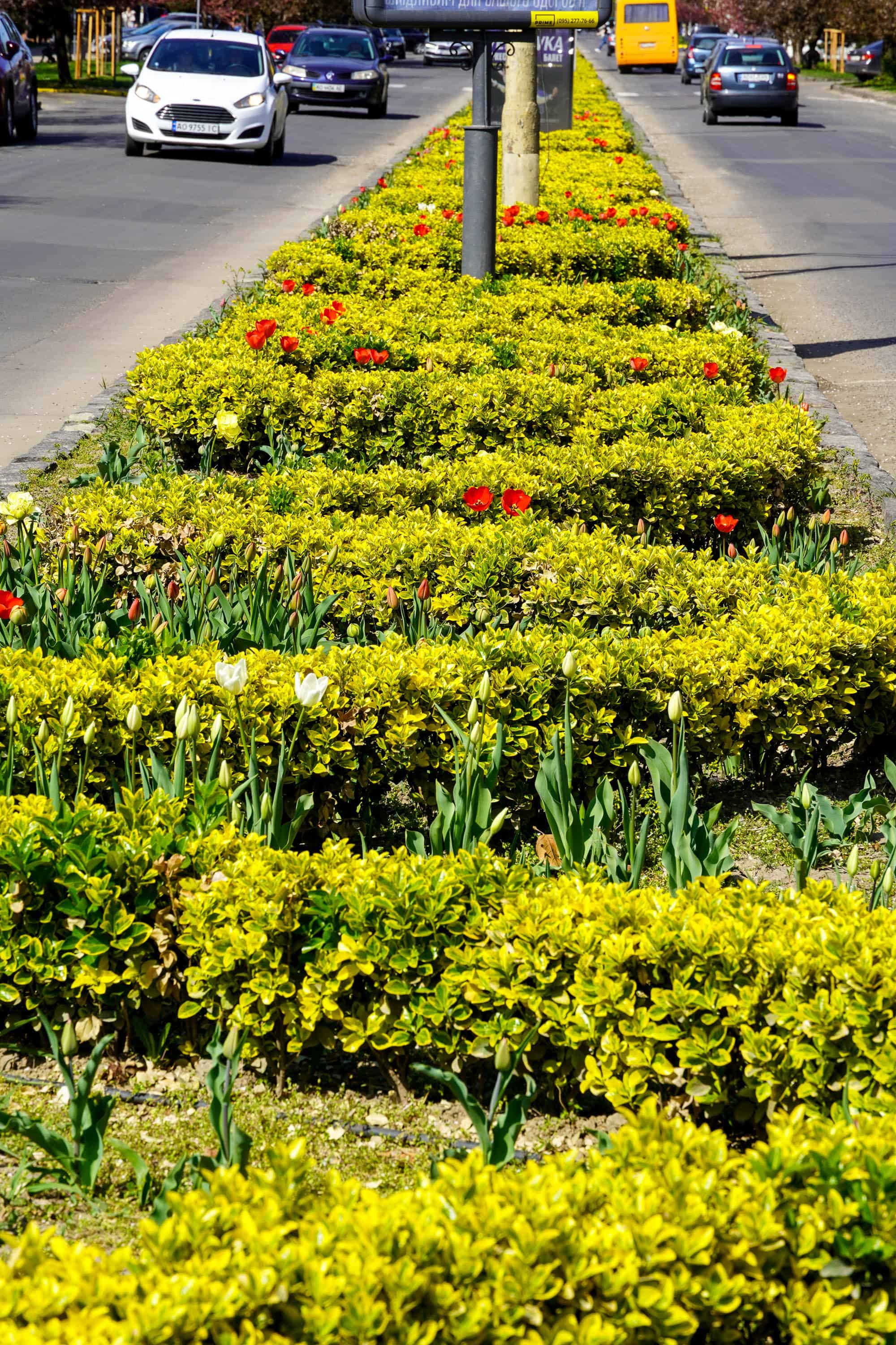 Ужгород готується до пишного цвітіння сакур
