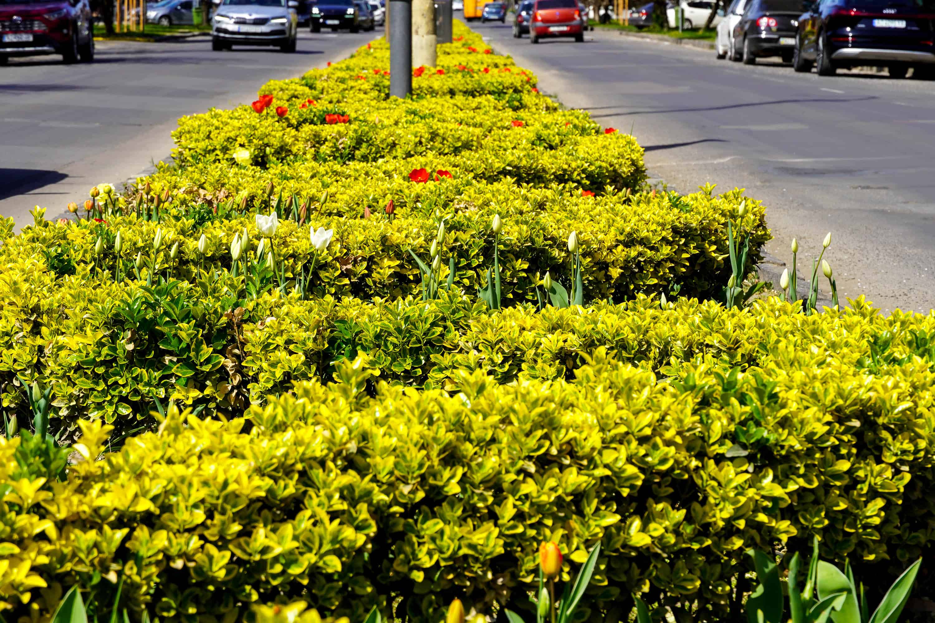 Ужгород готується до пишного цвітіння сакур