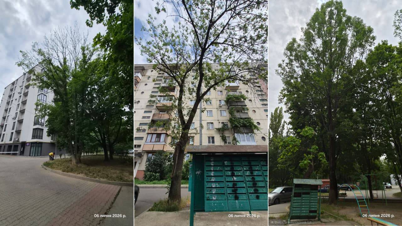  В Ужгороді на одній із вулиць запроваджено карантинний режим через виявлення небезпечного шкідника ясенів
