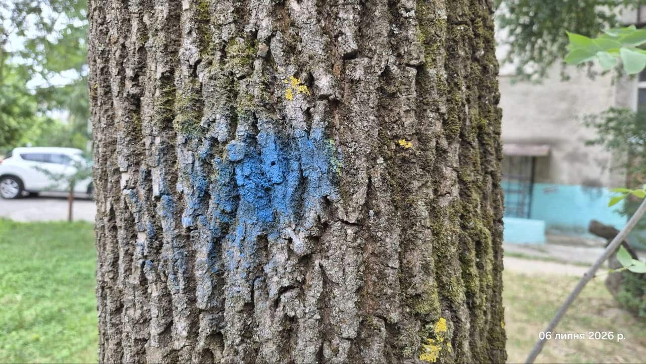 В Ужгороді на одній із вулиць запроваджено карантинний режим через виявлення небезпечного шкідника ясенів