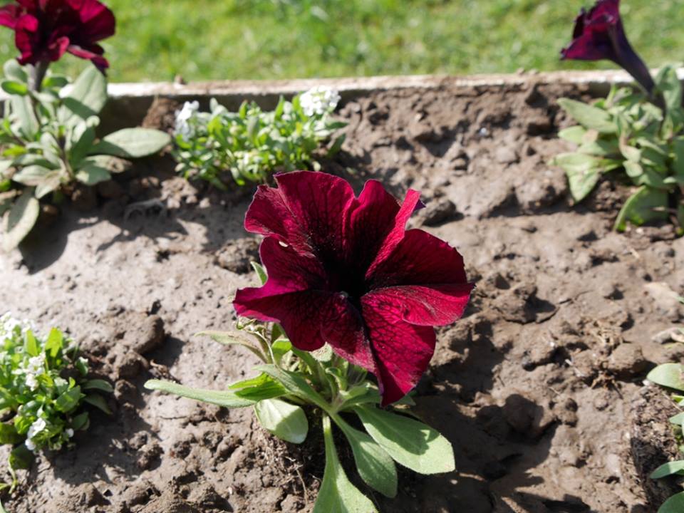 Ужгород продовжують заквітчувати