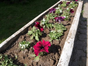 12670353_596586973837184_6062967852853735356_n