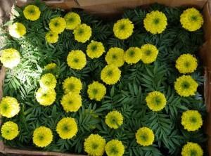 12936756_596586733837208_5254148049187420665_n