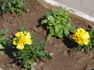 12963376_596586950503853_1483872706295638518_n