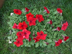 12974489_596586757170539_9124481086485464441_n