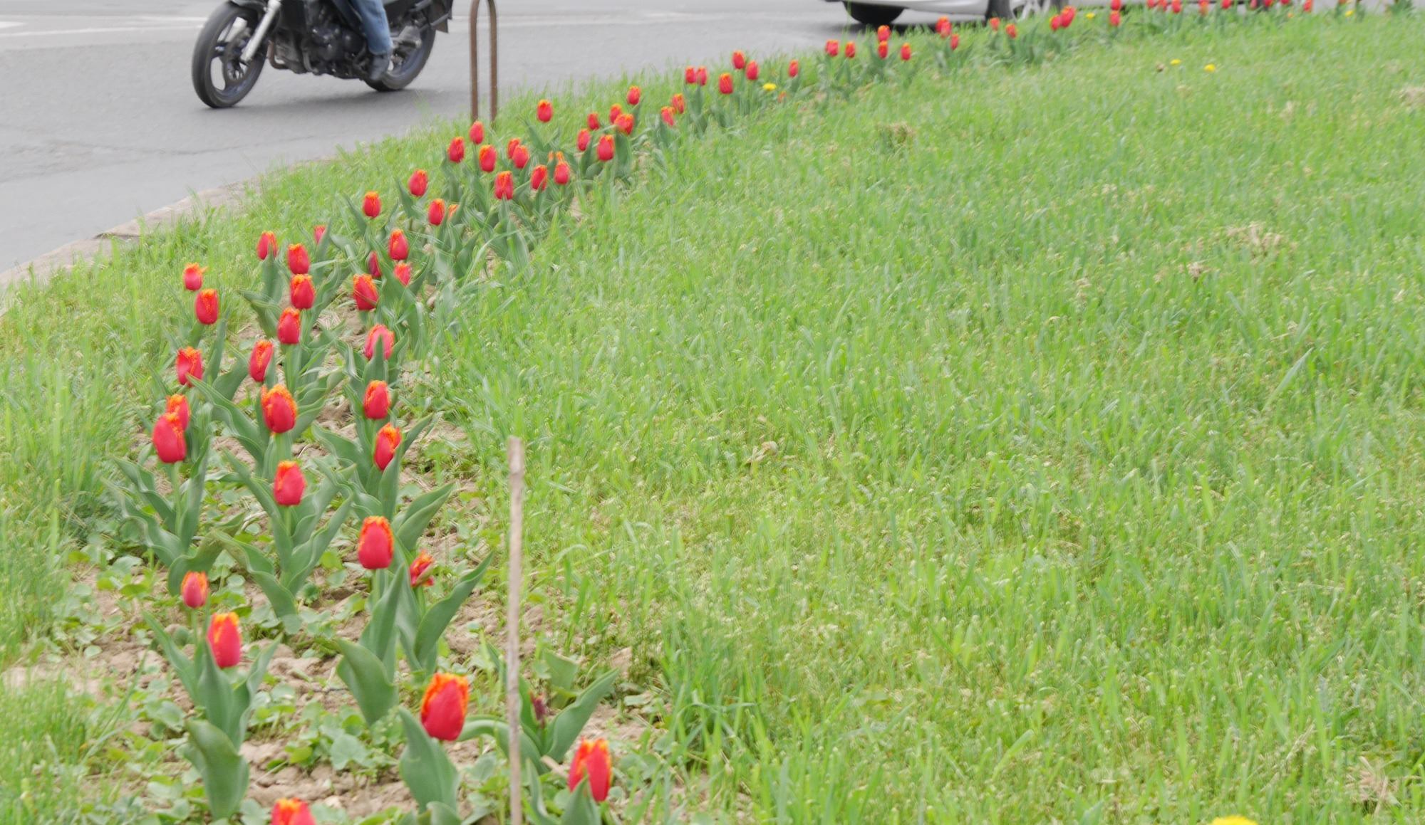 Висаджені в Ужгороді квіти потребують захисту