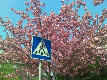 Прикрась місто – отримай сакуру!