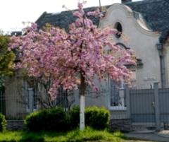 На Швабській, як і на Митній, з’являться молоді сакури