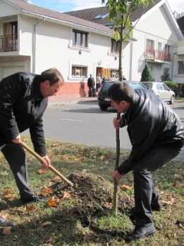 В Ужгороді посадили 55 сакур замість поламаних злодіями