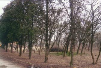 Боздоський парк веснує