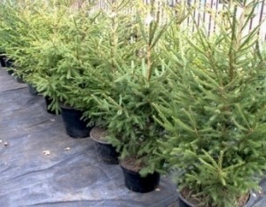 В Ужгороді визначили місця для торгівлі ялинками