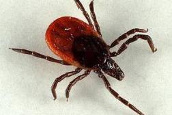 Штаб цивільного захисту інформує ЗАХОДИ ОСОБИСТОГО ЗАХИСТУ ВІД НАПАДУ ІКСОДОВИХ КЛІЩІВ