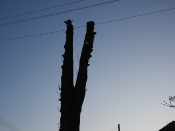 В Ужгороді продовжують кронувати дерева та обрізати аварійно-небезпечні гілки