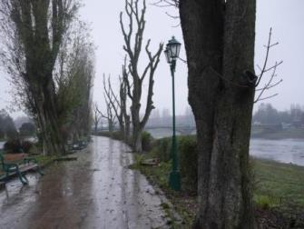 Міська влада Ужгорода скоординувала кронування дерев із науковцям УжНУ