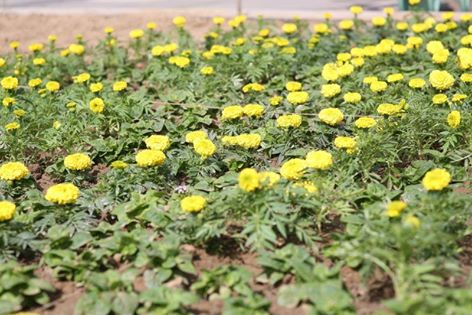 Міський голова Ужгорода Богдан Андріїв звернувся до ужгородців