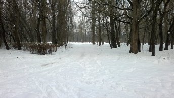 Мер заперечив незаконність робіт у Боздоському парку