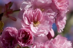 «Сакура – фест»