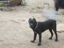 В Ужгороді проведуть облік безпритульних тварин та розроблять проект регулювання їх чисельності