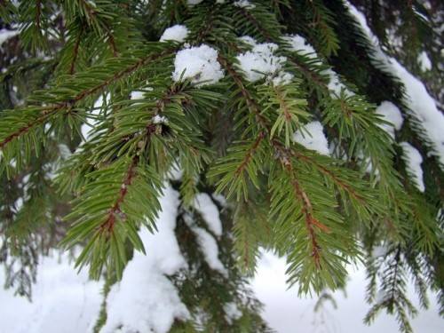 До уваги ужгородців! Утилізація ялинок