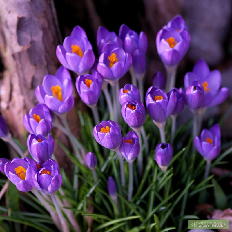 Вітання міського голови Ужгорода Богдана Андріїва з Міжнародним днем жінок