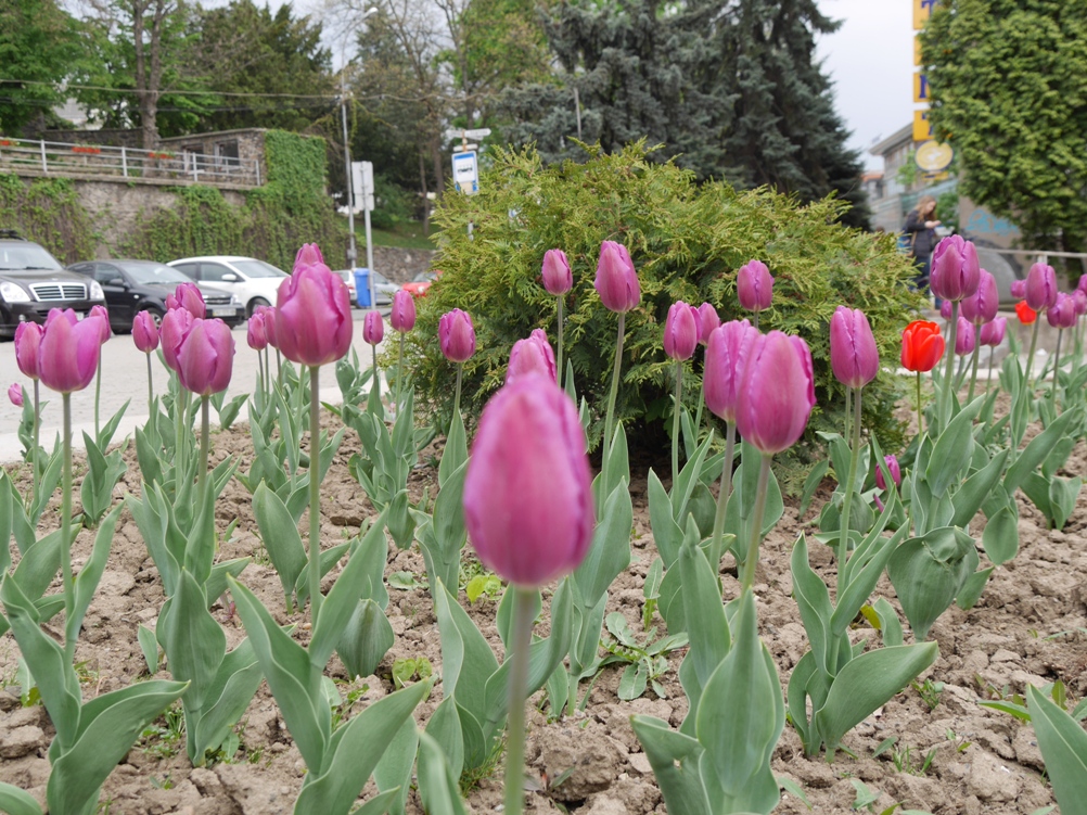 В Ужгороді цього року садитимуть у кілька разів більше квітів, ніж раніше