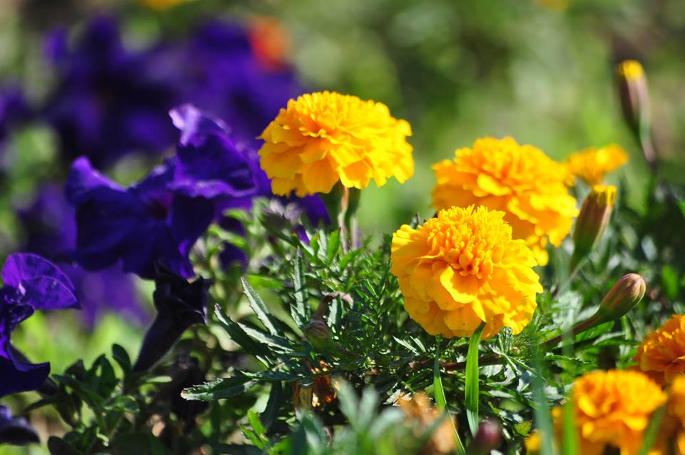 Ужгород квітує!