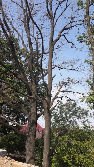 Коментар щодо ситуації зі зрізанням дубів у провулку Туристичному в Ужгороді