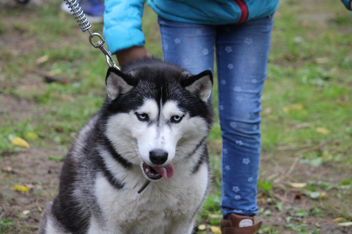 В Ужгороді до Дня міста проходить виставка собак усіх порід