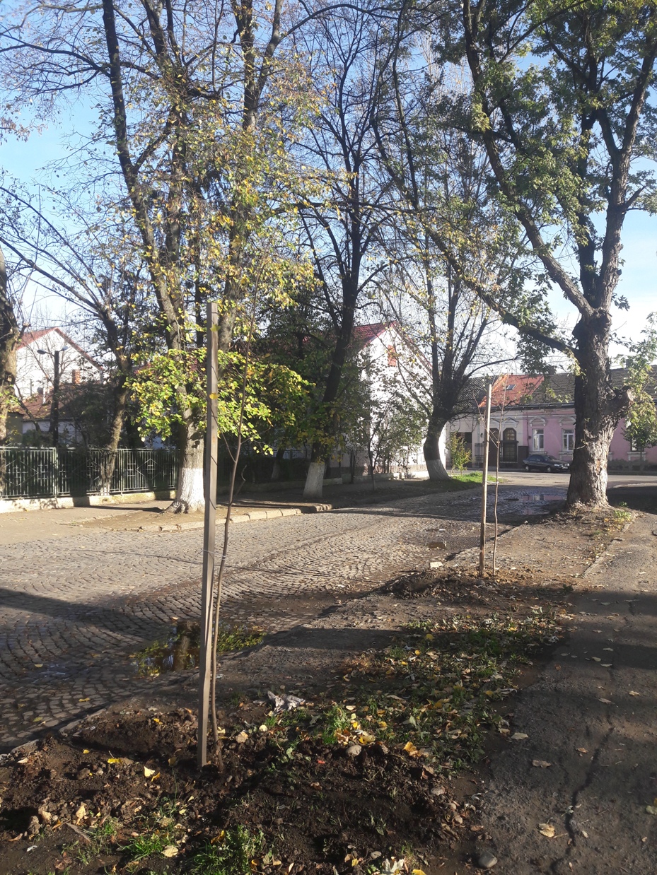 На вулиці Одеській в Ужгороді почали висаджувати молоді дерева