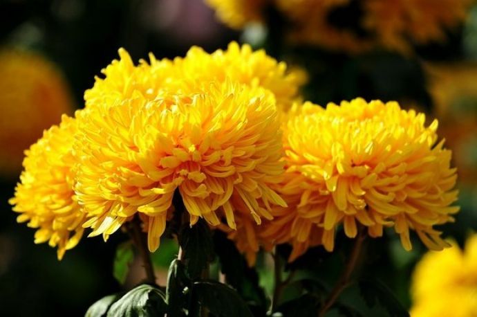 Розклад руху автобусів до ужгородського кладовища “Барвінок” 28 жовтня – 1 листопада