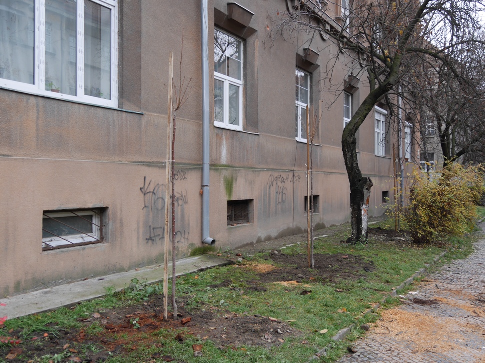 На вулиці Братів Бращайків в Ужгороді посадили молоді дерева