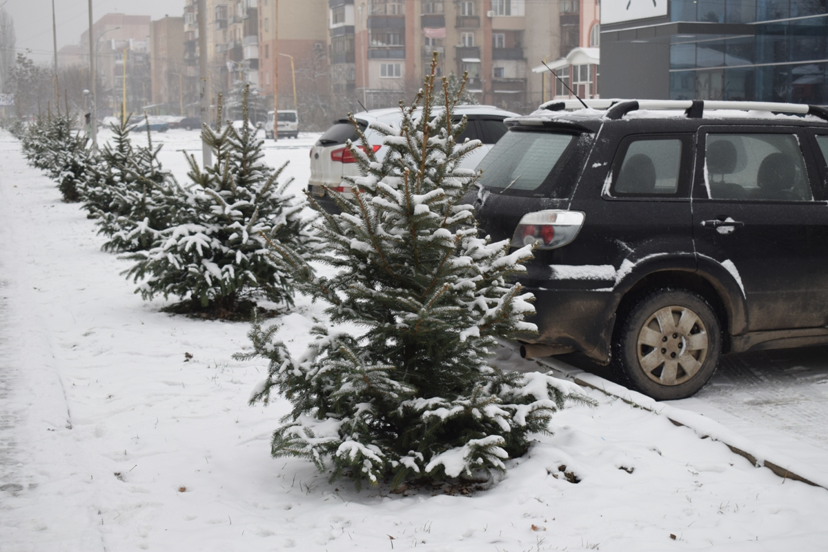 На вулиці Перемоги в Ужгороді посадили 85 саджанців ялинок