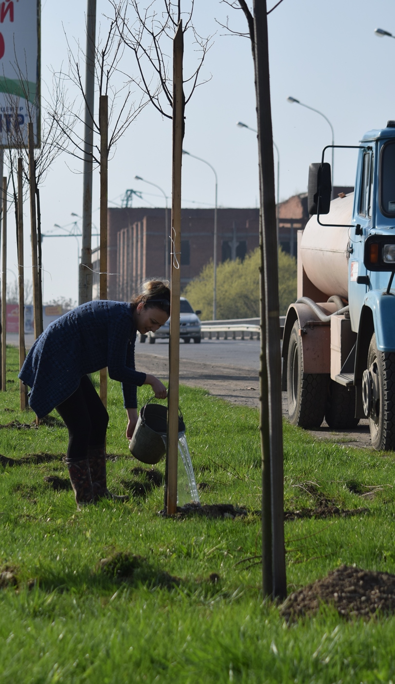 В Ужгороді висадили ще майже 200 дерев