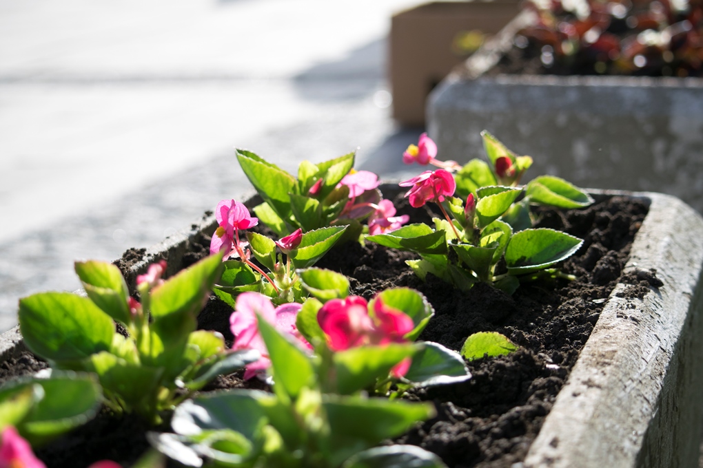 В Ужгороді висаджують квіти та дерева