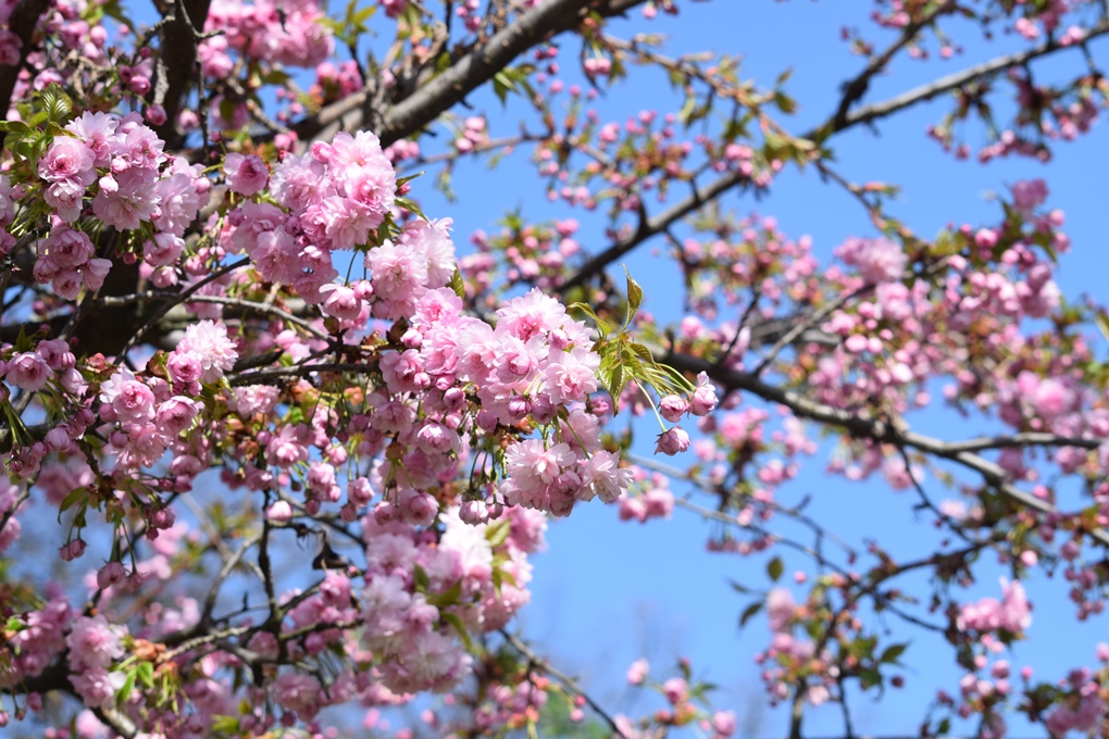 Ужгород весняний