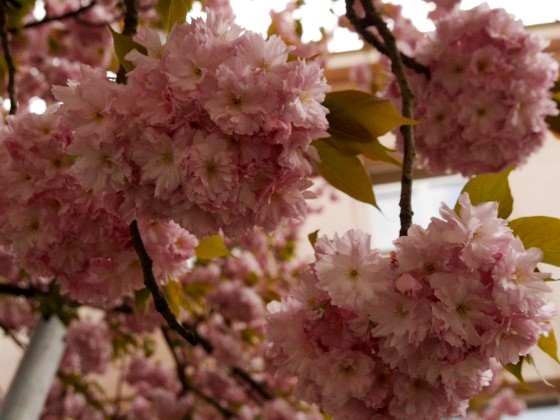 В Ужгороді пройде традиційний “Сакура-фест”